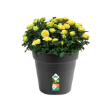 Elho - gb growpot 40cm living black