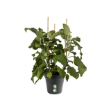Elho - gb growpot 21cm living black