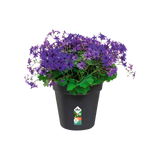 Elho - gb growpot 27cm living black