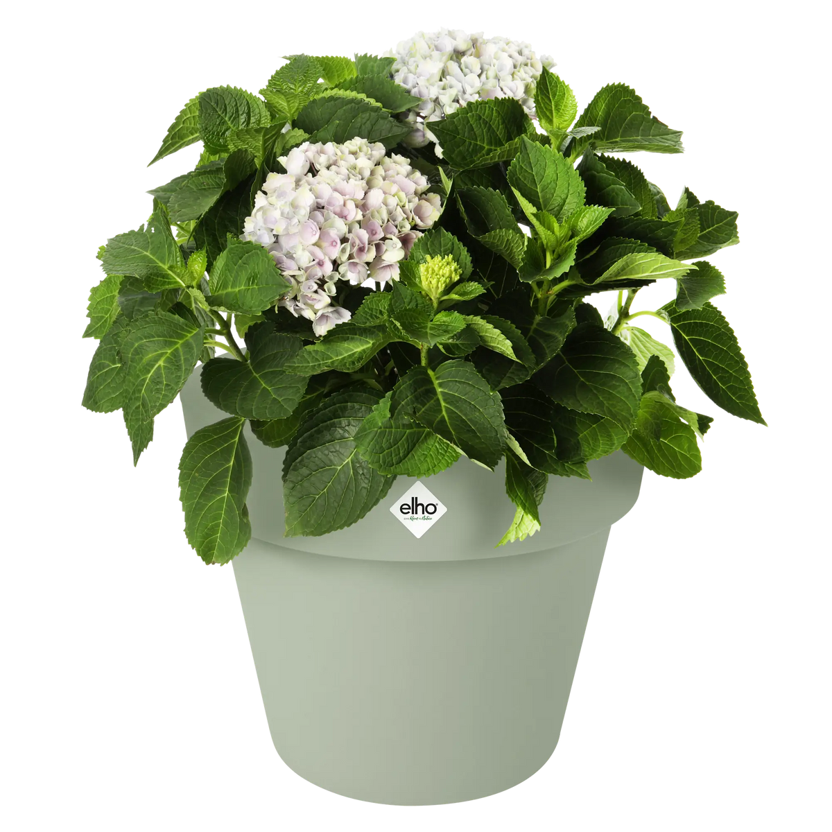 Groene Elho plantenpot met witte hortensia en groene bladeren