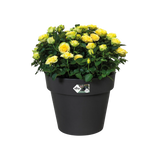 Elho basics bloempot 30 cm, zwart, gevuld met gele rozen en groene bladeren