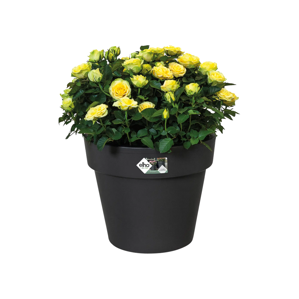 Elho top plantenpot zwart met gele en gele rozenachtige bloemen