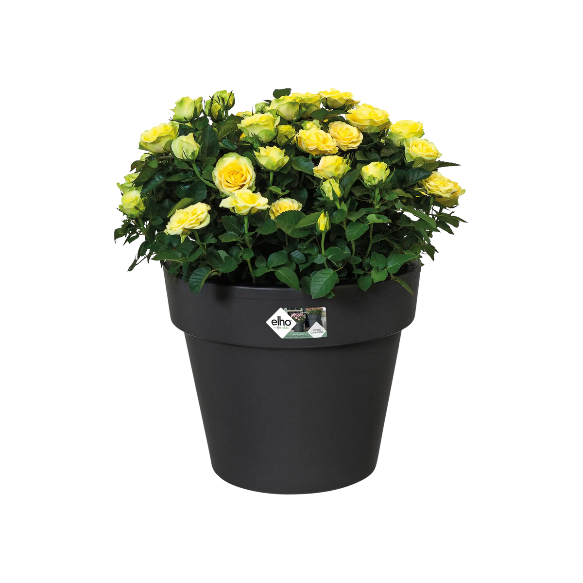 Antracietkleurige plantenbak met gele bloemen en groene bladeren