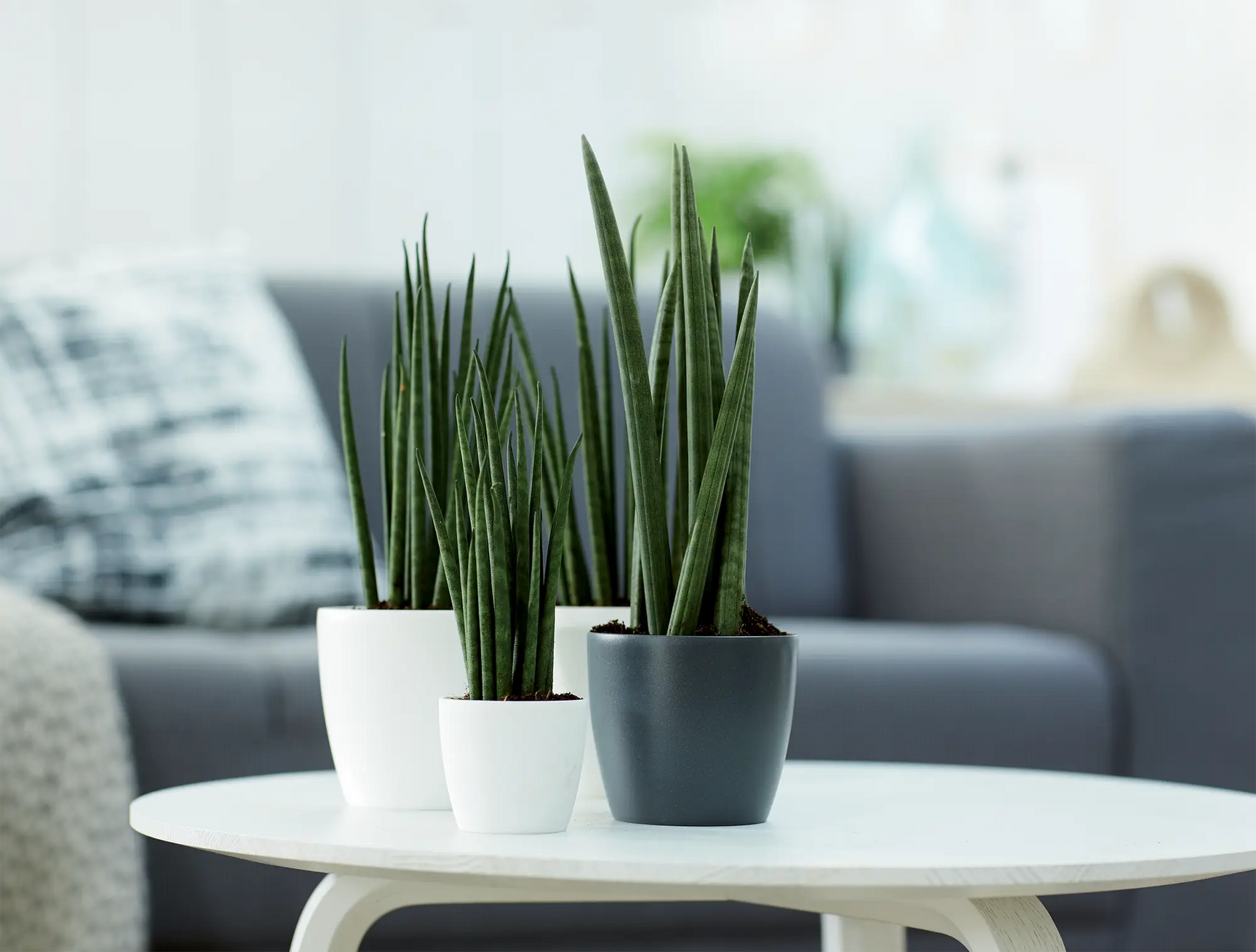 Ronde plantenpot met groene siergrasplanten op witte tafel.