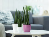 Ronde plantenpotten, waaronder vivid violette mini pot met grasplanten