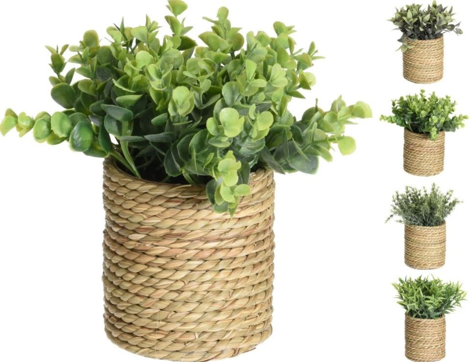 Plant in zeegras pot 4ass