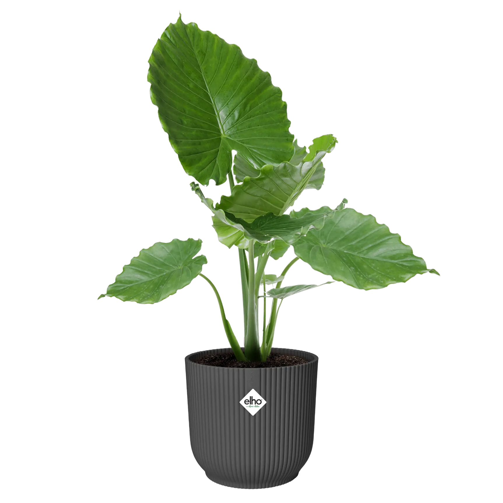 Ronde antracietgrijze plantenpot met opstaande ribbels en groene kamerplant