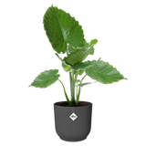 Ronde Elho Vibes fold plantenpot antraciet met groene plant erin.