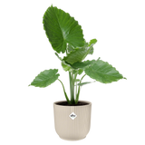Elho Vibes fold plantenpot met groene bladeren, wit linnen, ribbels