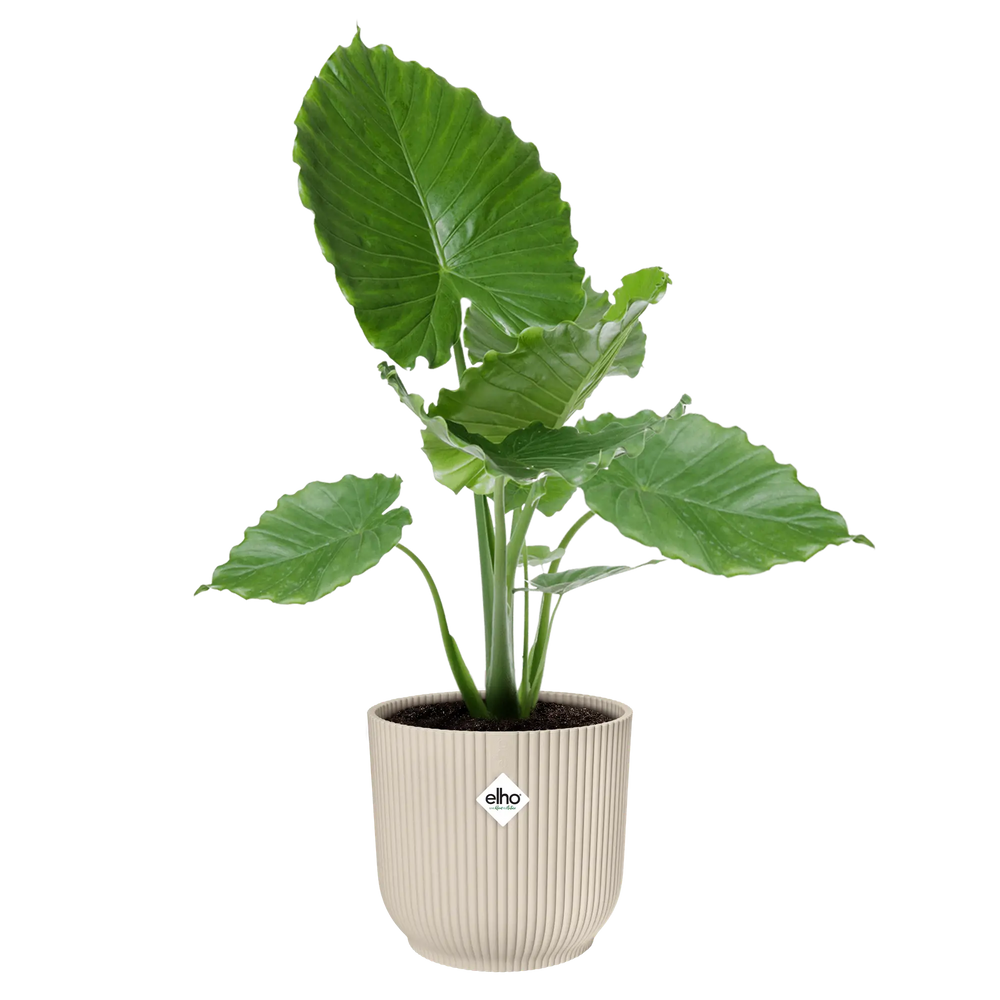 Elho plantenpot linnen wit met groene plant en bladeren.