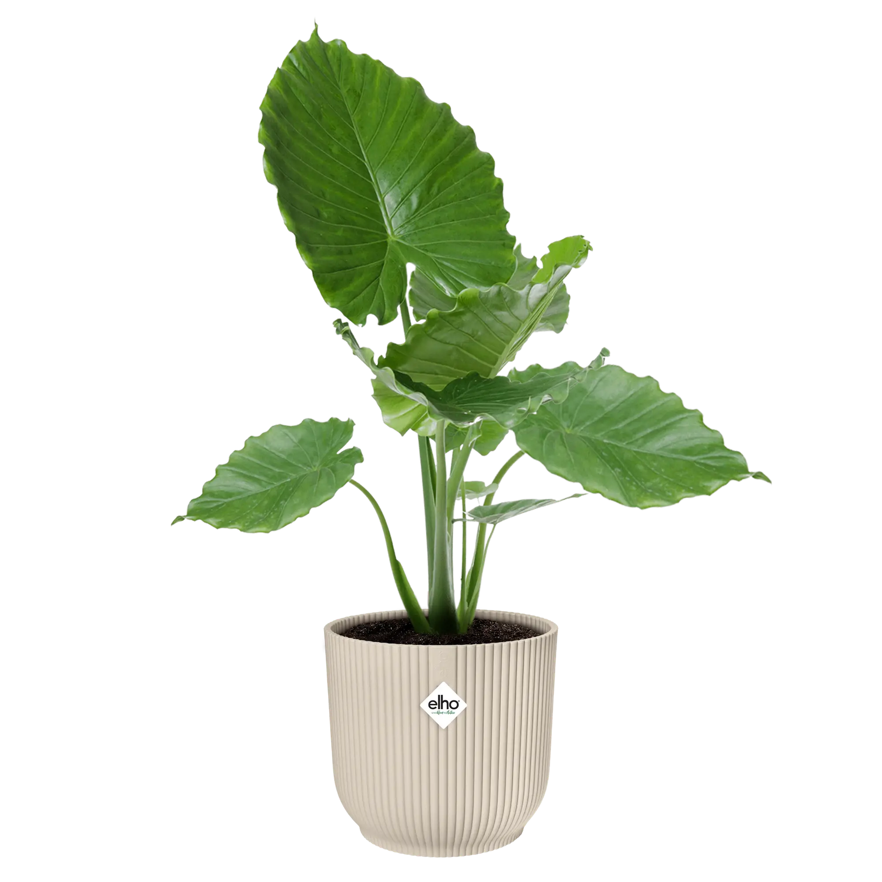 Elho plantenpot linnen wit met groene plant en bladeren.