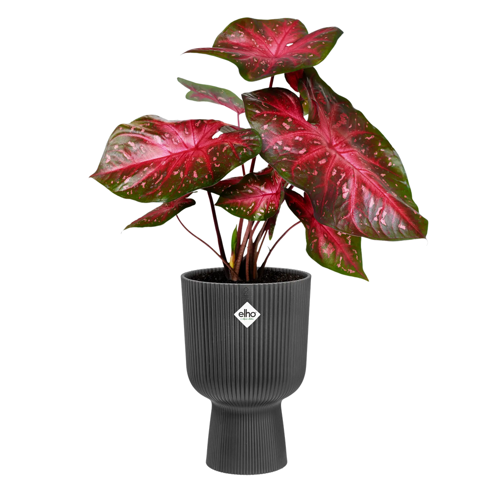 Elho plantenbak Vibes fold coupe 14 cm, antraciet met rode bladplant in de coupe.