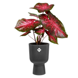 Elho plantenbak Vibes fold coupe 14 cm, antraciet met rode bladplant in de coupe.