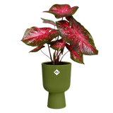 Elho Vibes fold plantenbak met rode plant, olijfgroen geribd