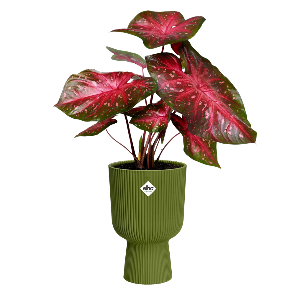 Elho - vibes fold coupe 14cm varengroen