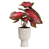 Elho - vibes fold coupe 14cm linnen wit