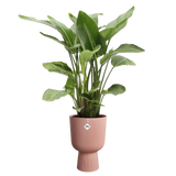 Elho bloempot met groene kamerplant, delicate roze, ribbelmotief