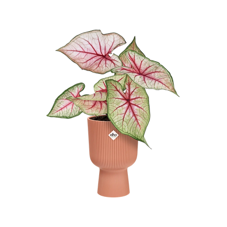 Elho - vibes fold coupe 14cm delicate pink