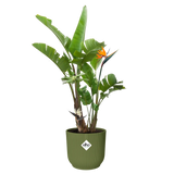 Elho plantenpot vibes fold rond varengroen met palmplant