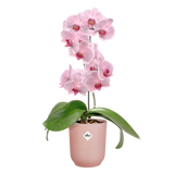 Elho plantenpot met orchideeën en groene bladeren, matroze, geribbeld
