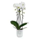 Transparante bloempot met witte orchideeën en groene bladeren