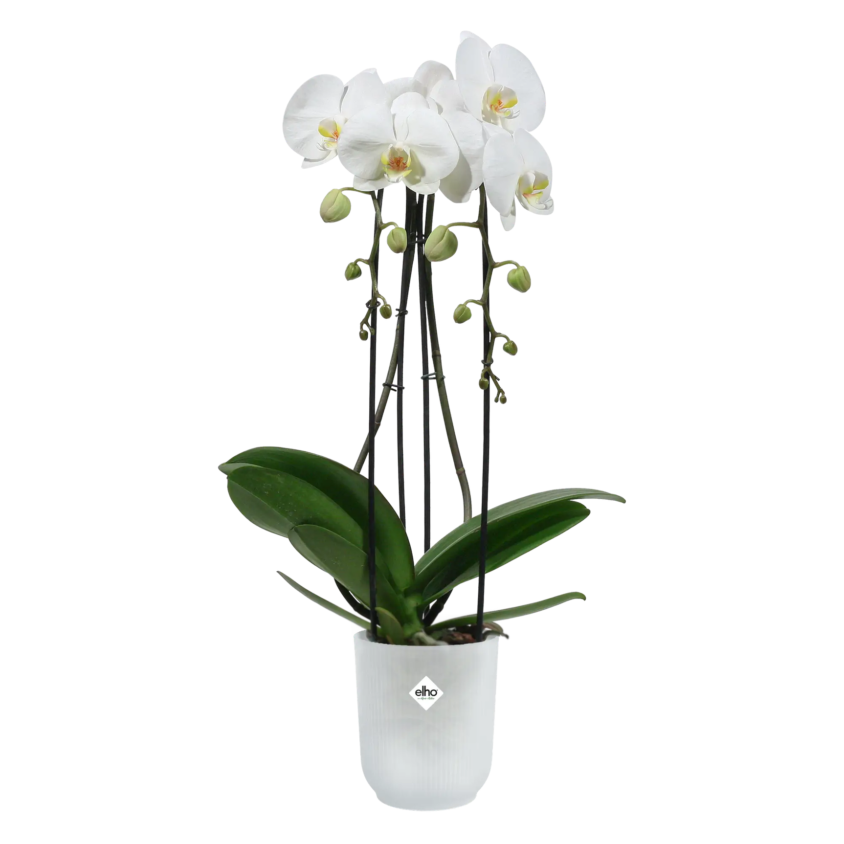 Transparante bloempot met witte orchideeën en groene bladeren