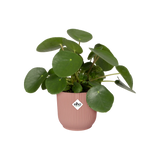Elho roze plantenbak met kamerplant, geribbelde wand en elho-logo