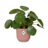 Roze bloempot met groene plant en elho-logo