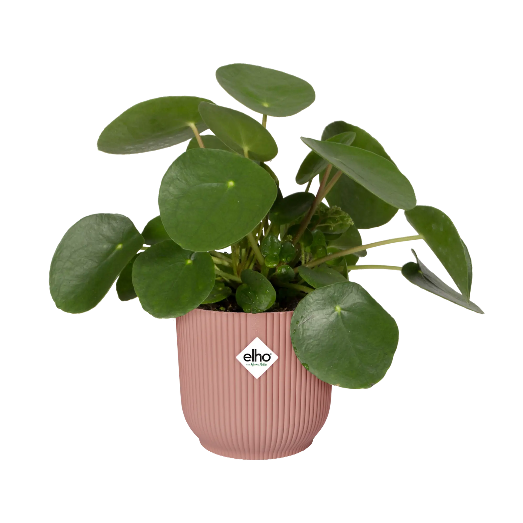 Roze bloempot met groene plant en elho-logo