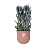 Roze ronde plantenpot met opgaande groene bladeren