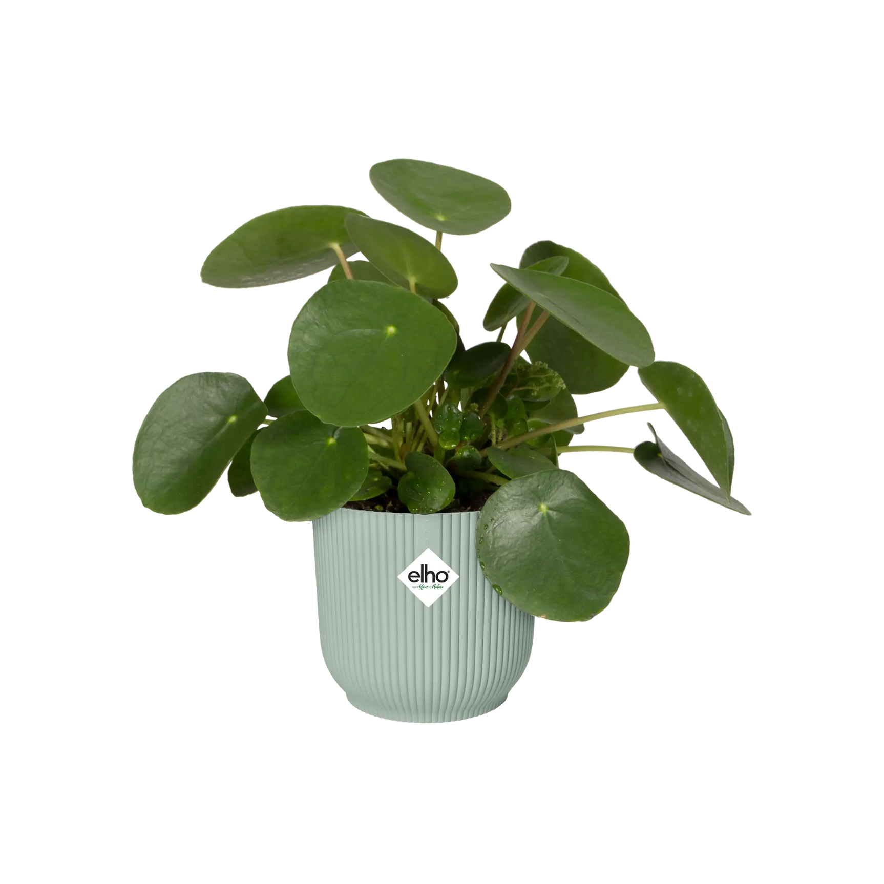 Elho Vibes Fold plantenbak met groene plant, sorbetgroen en geribbelde vorm