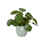 Mini plantenbak met verticale ribbels in sorbetgroen, met groene kamerplant