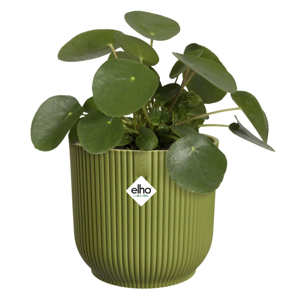 Varengroene ronde plantenpot Elho Vibes Fold met groene bladeren