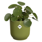 Groene ribbelpot met elho-logo, met groene kamerplant