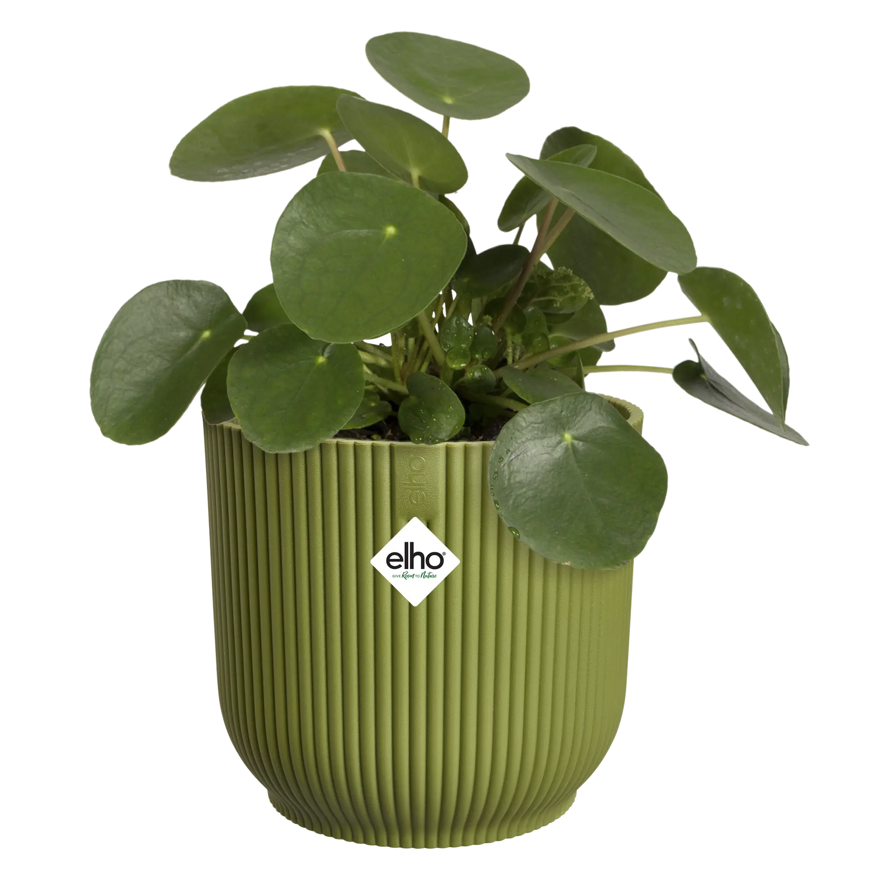 Groene ribbelpot met elho-logo, met groene kamerplant