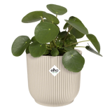 Witte geribbelde bloempot met groene bladeren