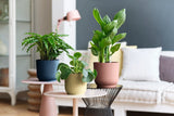 Meerdere ronde plantenpotten, waaronder een roze, met groene planten op tafel.