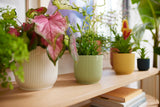 Meerdere Elho Vibes Fold plantenbakken op plank, sorbetgroene ribbels
