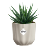 Elho mini bloempot met cactussen, geribd linnen wit