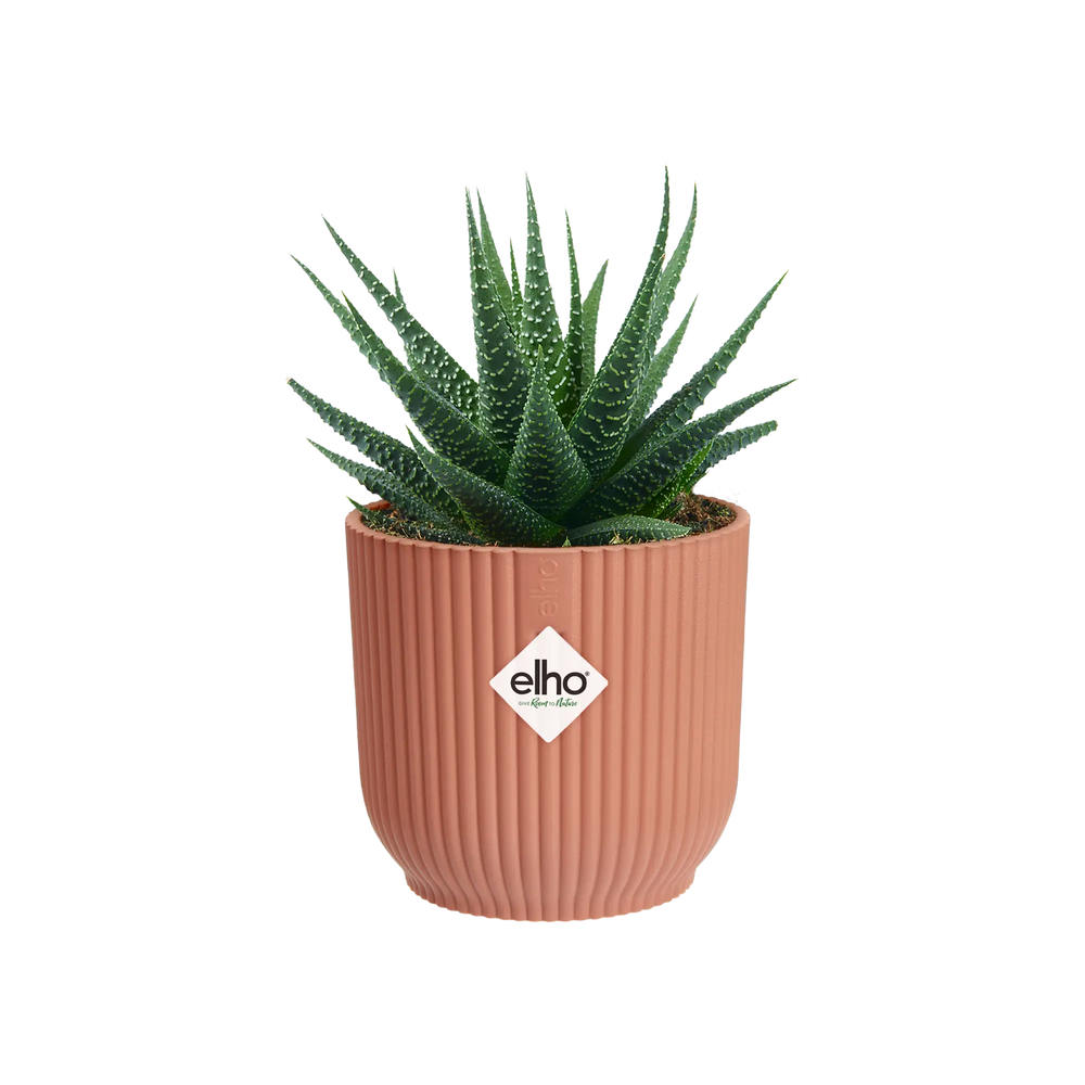Mini elho bloempot met cactusplant, geribbelde wand, delicate roze