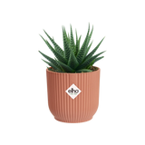 Mini elho bloempot met cactusplant, geribbelde wand, delicate roze