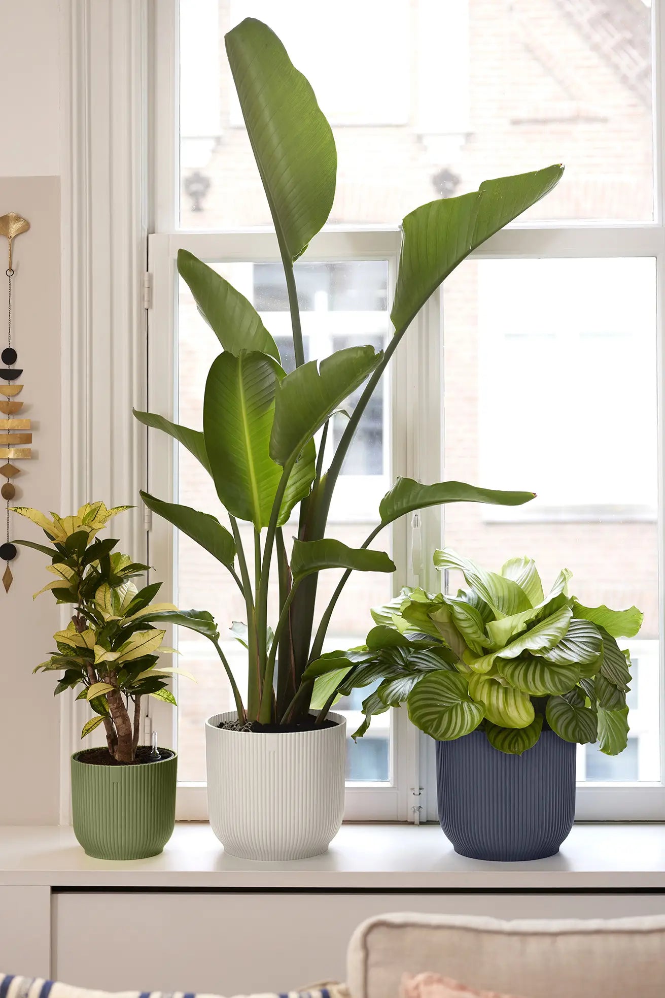 Groene ribbelpot op vensterbank, met groene bladeren in de pot
